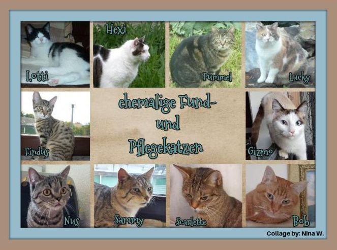 001_Pflegekatzen.jpg
