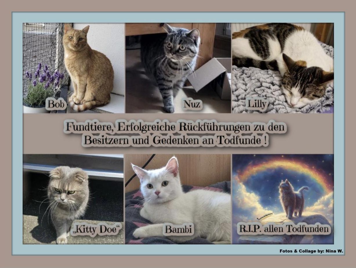 002_Pflegekatzen.jpg