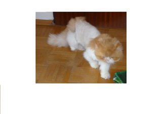 Ruby, auf der Hut.jpg