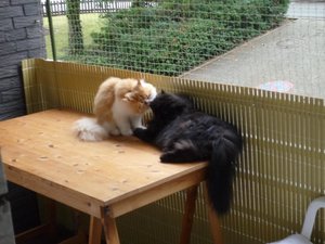 Ruby putzt Tommy.jpg