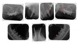 Zahnstatus Tibby.JPG