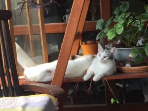 60A7A42C-2559-4CB7-8E74-CFCDBE2BD0F0.jpeg 60A7A42C-2559-4CB7-8E74-CFCDBE2BD0F0.jpeg