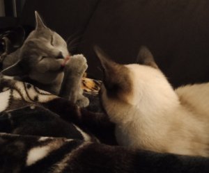 IMG_20201022_221545.jpg IMG_20201022_221545.jpg