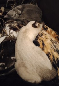 IMG_20201022_230313.jpg IMG_20201022_230313.jpg