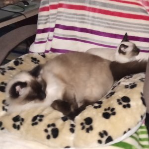 IMG_20201026_202826.jpg IMG_20201026_202826.jpg