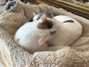 C609C977-AD74-488A-832B-FE67D6C28682.jpeg C609C977-AD74-488A-832B-FE67D6C28682.jpeg