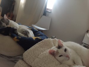 8A90BA20-E61F-4BB1-9D0F-A904D479811E.jpeg 8A90BA20-E61F-4BB1-9D0F-A904D479811E.jpeg