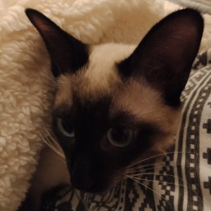 IMG_20210118_175018.jpg IMG_20210118_175018.jpg