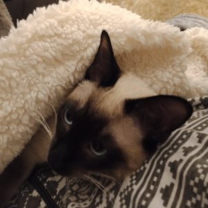 IMG_20210118_175121.jpg IMG_20210118_175121.jpg