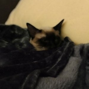 IMG_20210205_193224.jpg IMG_20210205_193224.jpg