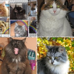 Unser vierblättriges Kleeblatt