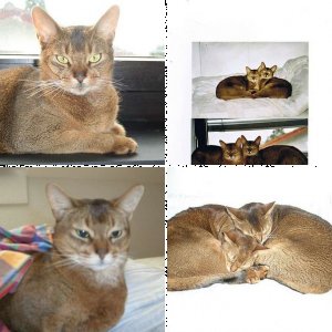 "Olli" mein Traumkater!