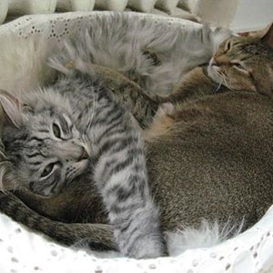 Fausta und Guapa, meine andern beiden Kätzchen. Hoffentlich wird auch Manzur so schön und gross und gesund!!