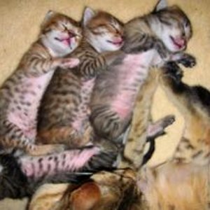 4 cats in a sardinebox