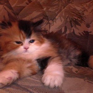 Meine kleine Piri im Alter von 8 Wochen.