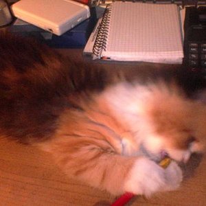 Piri im Alter von 8 Wochen beim Spielen.