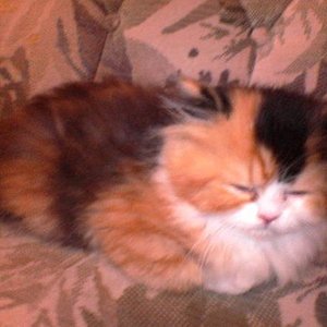 Piri im Alter von 8 Wochen beim Schlafen.