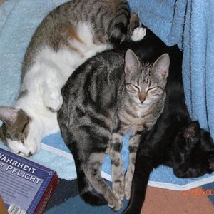 meine 3er bande mal ganz kuschelig süß was?