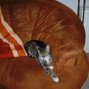 So ruhte unser Prinz verstorben am 27.10.2008 15.30 Uhr