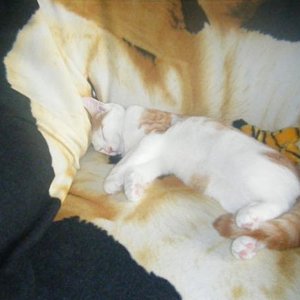 lieblings schlafplatz mit freund (kuscheltier) "Beiss mich" :D