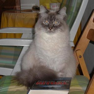 Das ist Gizmo, der Herr im Haus :-)
Leider ist Gizmo sehr krank und ich weiss nicht, wie lange er bleiben darf....