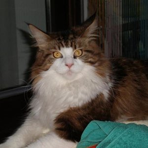 und hier unsere Prinzessin, die Luna
Luna ist ein wahrer Sonnenschein, die nur Faxen im Kopf hat und Gizmo immer wieder aufbaut, wenn es ihm mal wieder so schlecht geht.