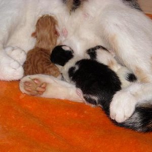 Die Kleinen,eine Stunde nach der Geburt