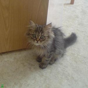 wer wartet denn da an der tür???