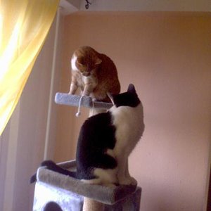 kletterspaß im umzugsstress