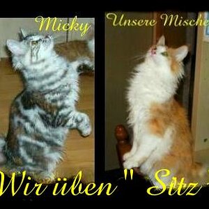 Und hier zwei unserer Zuchtkatzen, beim über von "sitz"