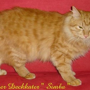 Kater Simba zeigt sich hier vion seiner schönsten Seite!