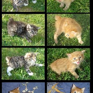 Hier sehen sie Kitten aus unserer nachzucht!