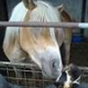 Mein Pflegepferd "Socke" und "Lucky" beim kuscheln. Die beiden haben sich sehr geliebt.