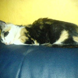 "Lucky" unsere Süße, die wir von meinem Pflegepferd mitgenommen haben, da sie total verfloht und abgemagert war.