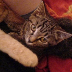 "Sunny" unsere kleine Maus, die wir leider abgeben müssen, da sie sich nicht mit unserem Katerchen versteht.