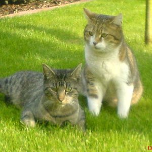 "Tobi" und "Kimba":
Kimba (mit weiß) war mein Kater bevor ich mit meinem Freund zusammen gezogen bin. Er ist daheim bei meinen Eltern geblieben da meine Mum ihn als ihr "2.Kind" einfach nicht hergeben wollte und er Freigang gewöhnt ist. "Tobi" ist sein kleiner Kumpel und Nachbarskater der oft bei uns war.