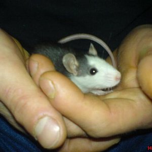 "Hifi" ist eine unserer insgesamt 6 Ratten.