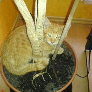 "Garfield" unser kleiner Schleime-Kater. War er nicht süß als er noch kleiner war ;) ?
Er ist eine wahre Klette und will immer nur gekuschelt werden. Mit "Sunny" versteht er sich leider nicht.