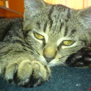 "Sunny" unsere kleine Abgabekatze.