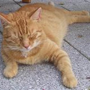 Charly, der Tapfere ...