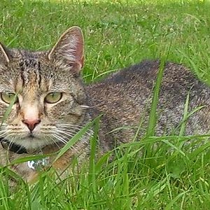 Phoebe, die Zicke ...