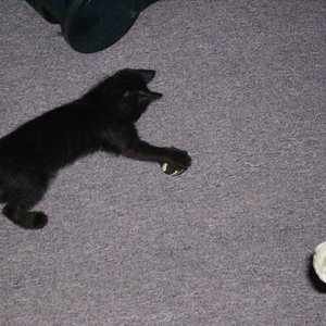 Garfield beim Spielen