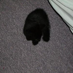 Garfield beim Putzen