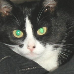 Kalle (a.k.a. Kallisto, die Jagdnymphe)