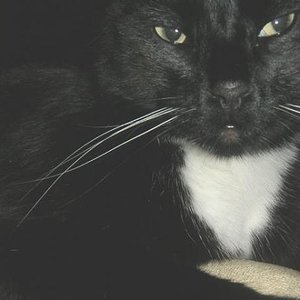 Arkas, leicht genervt...