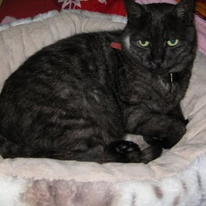 Dosi behauptet das Bettchen wäre bequem