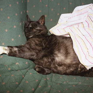 bisschen Mitleid erregen