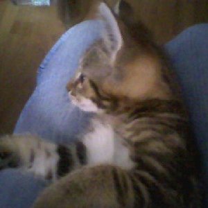 Leo *04.05.2008 +20.09.2008