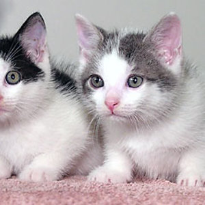 Tom und Jerry ganz klein