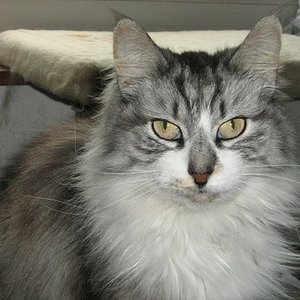 Lani (Loana) - mittlerweile 14 Jahre